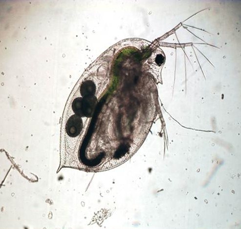 Polishchuk_Daphnia2