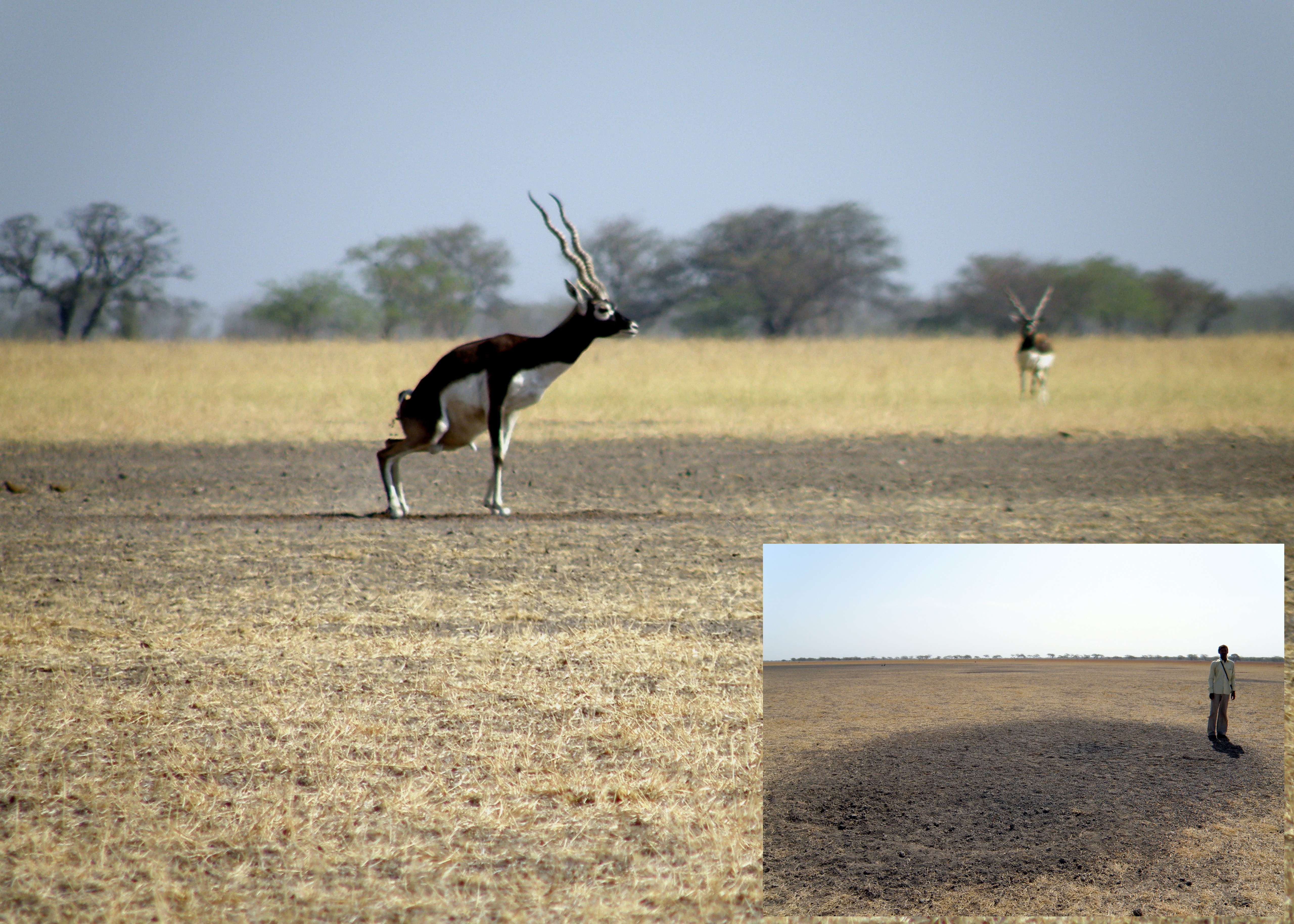 3_Seed deposition through dung on a male mating territory- Inset- Large dung-pile on the classical lek