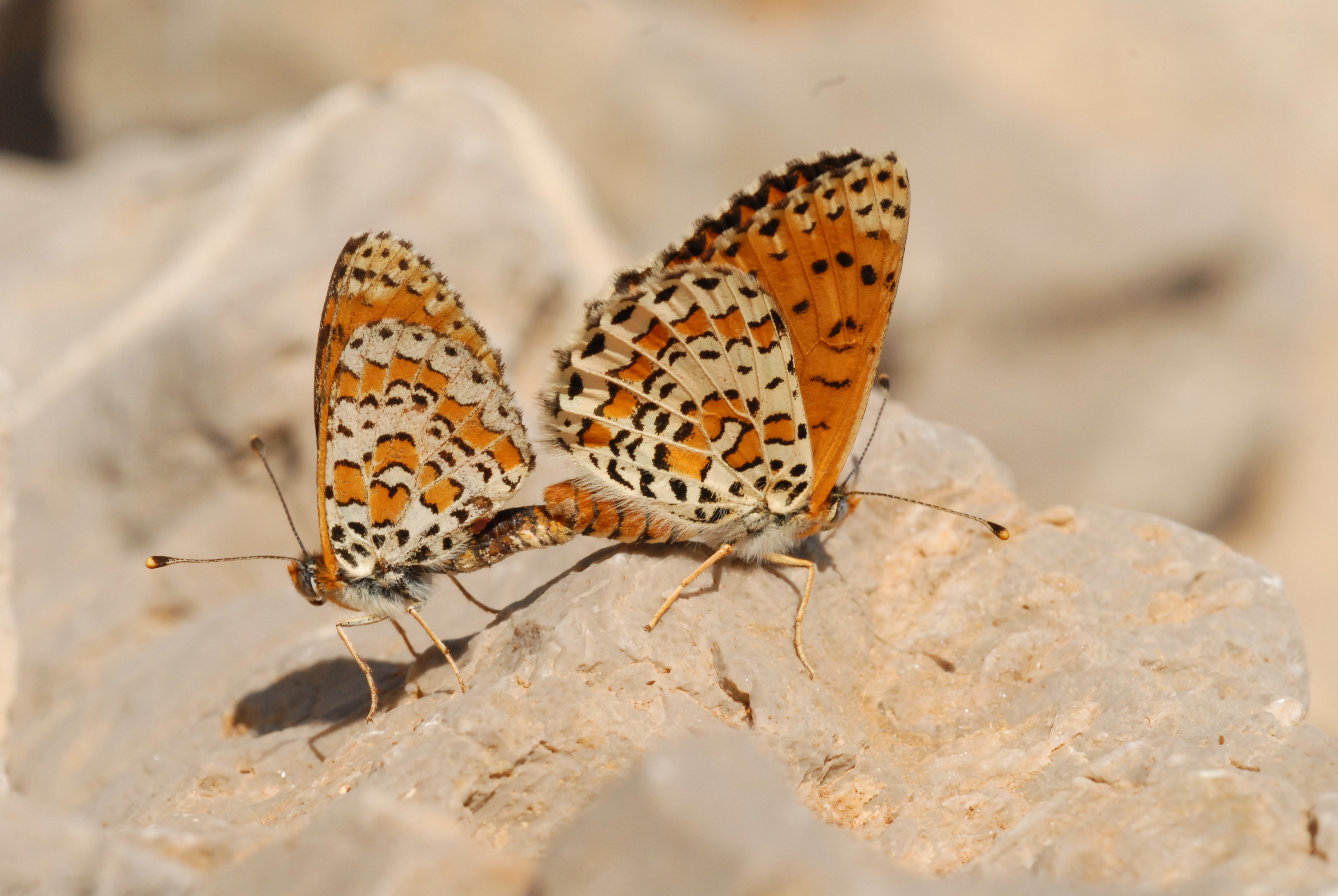 Mating on a hilltop