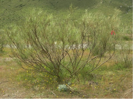 An intact Retama sphaerocarpa nurse plant system in the semi-arid lowland of southeastern Spain with the nurse shrub and its understory community of beneficiary species. 