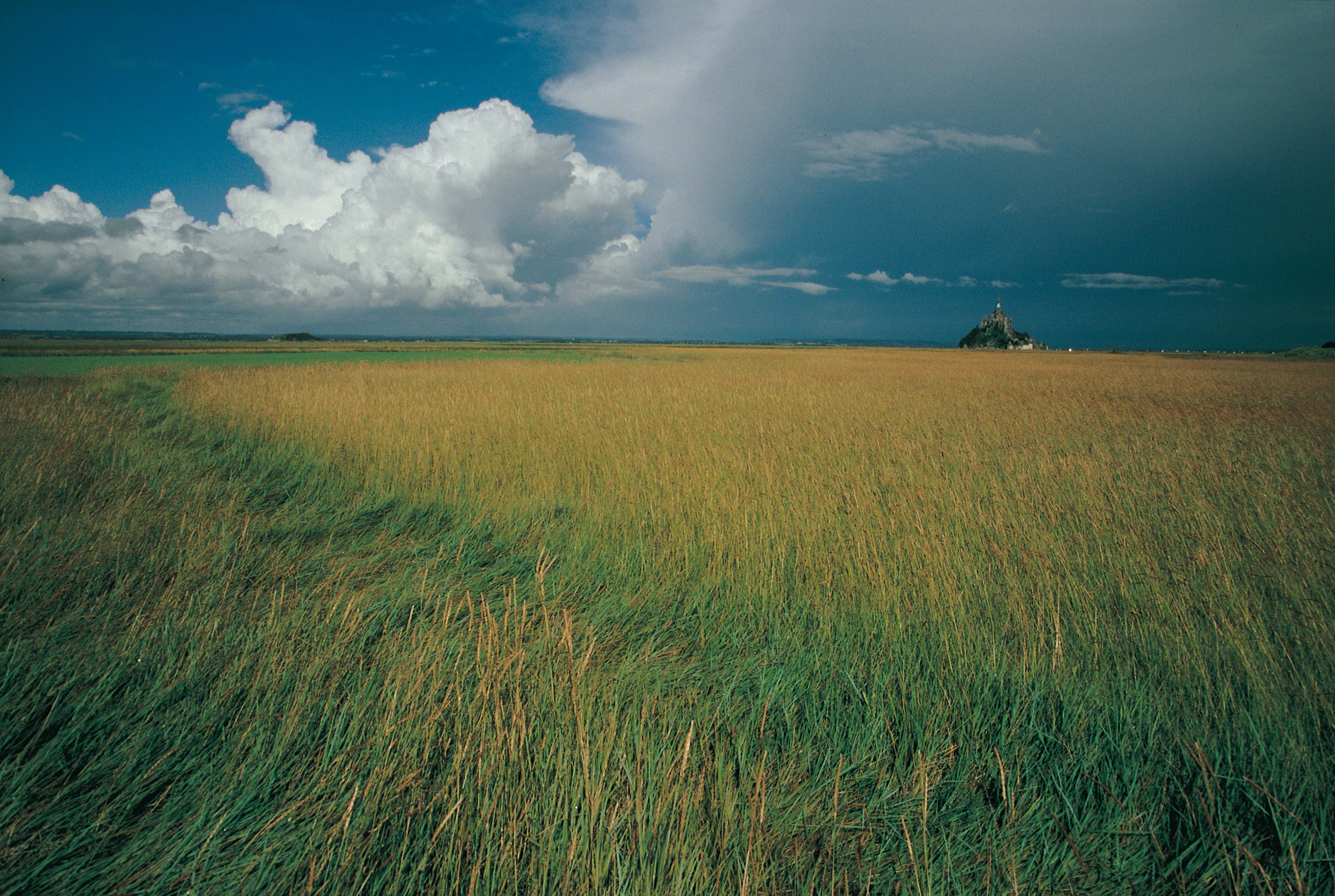 Elymus athericus_A. Mauxion