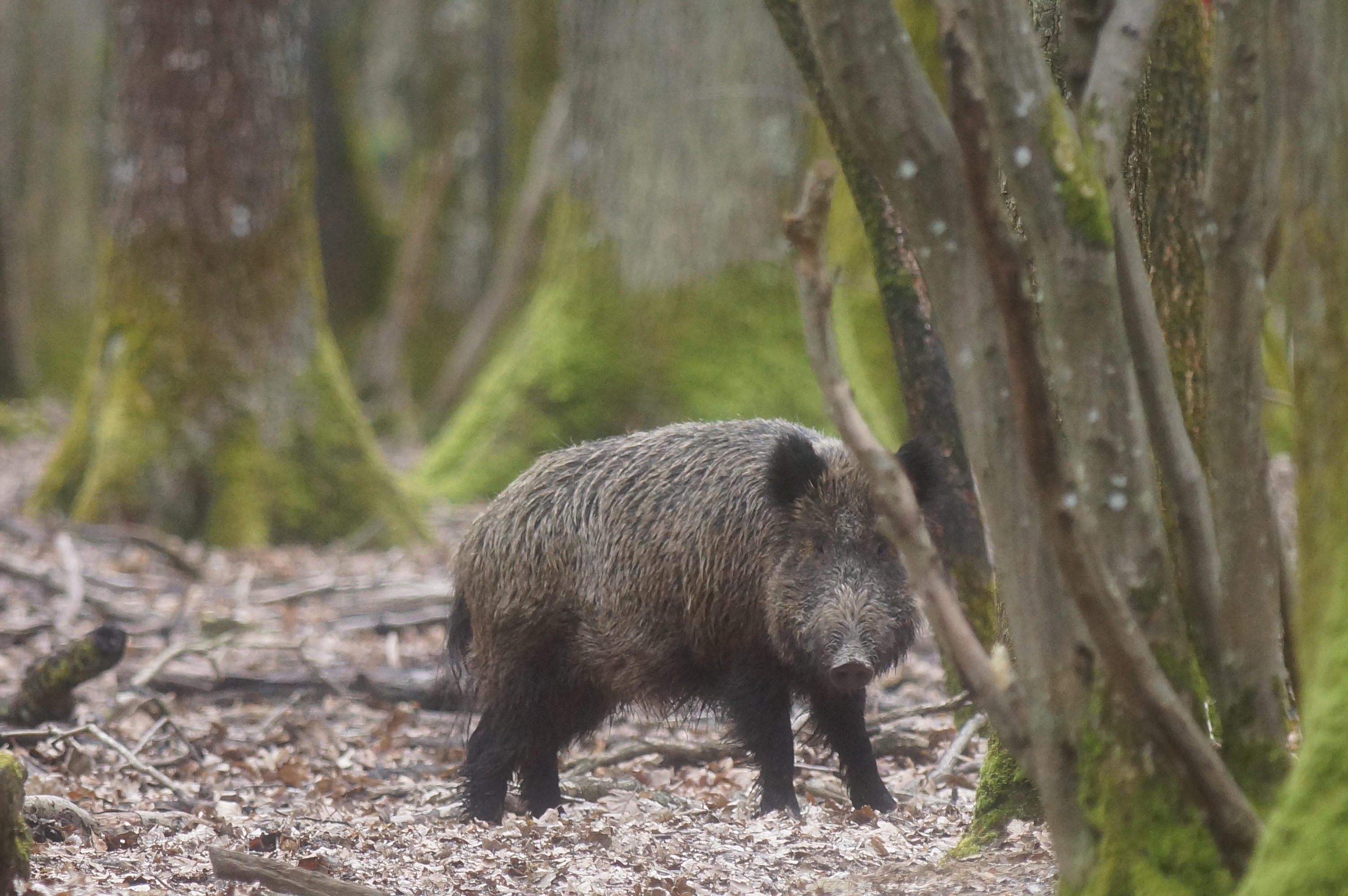 Sus scrofa_A. Mauxion