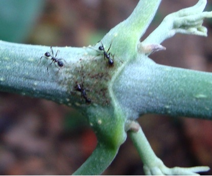 Ants collecting extrafloral nectar on a plant in the fieldwork.