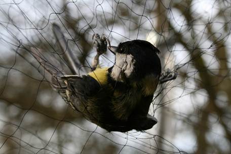 mistnetted great tit