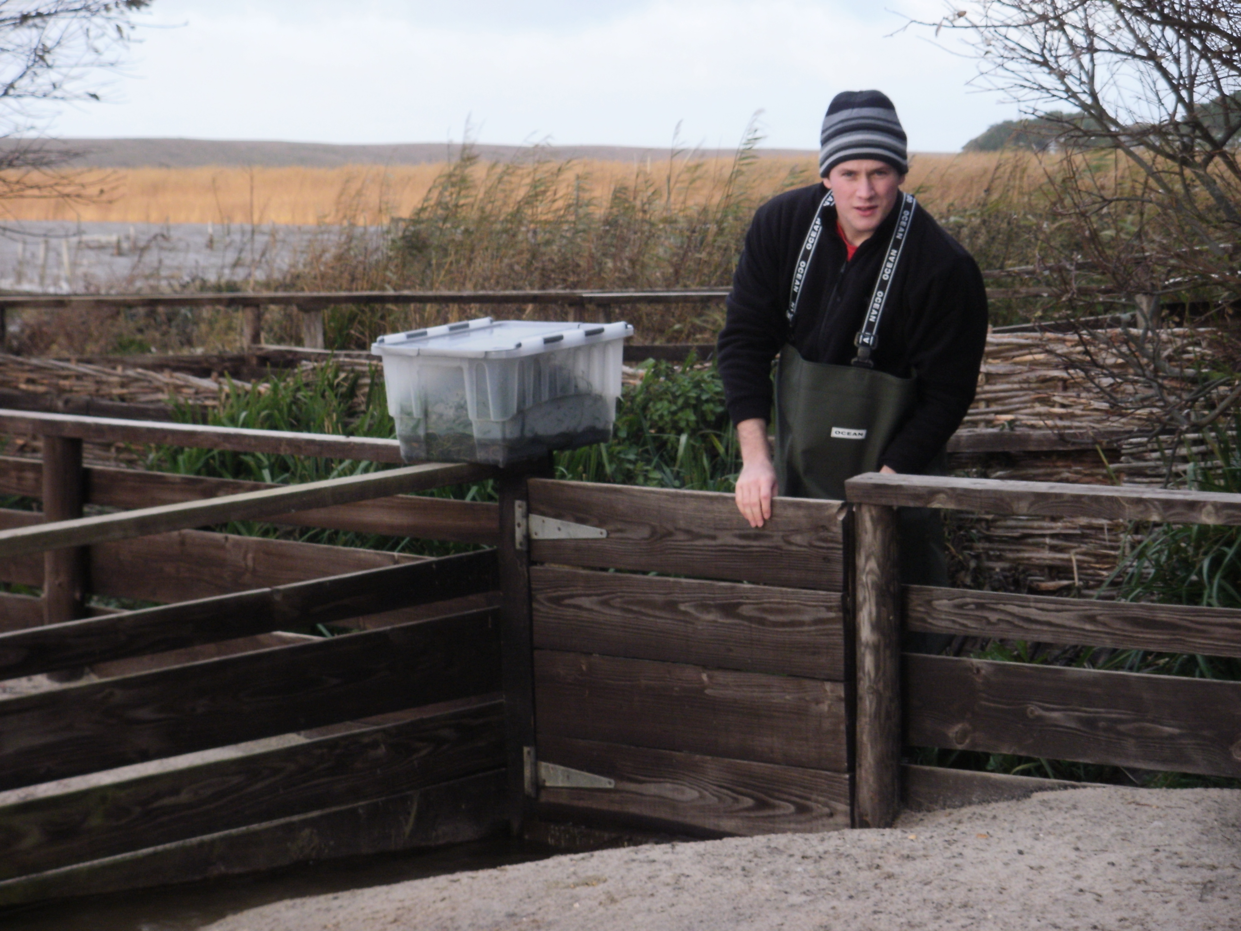 The lead author delivers part of the ad libitum supply of aquatic plants to a captive swan at the start of the functional response experiments