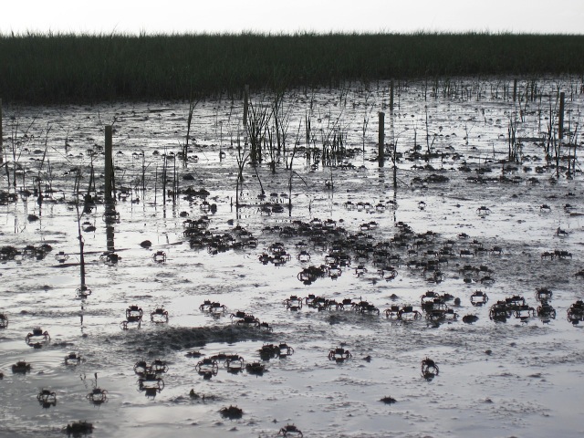 fiddlers_in_marsh
