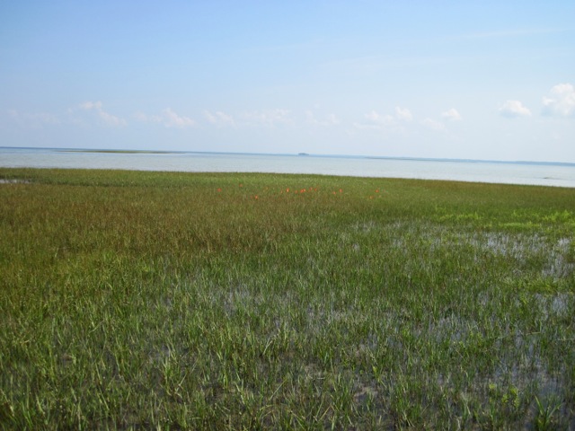 spartina_salt_marsh