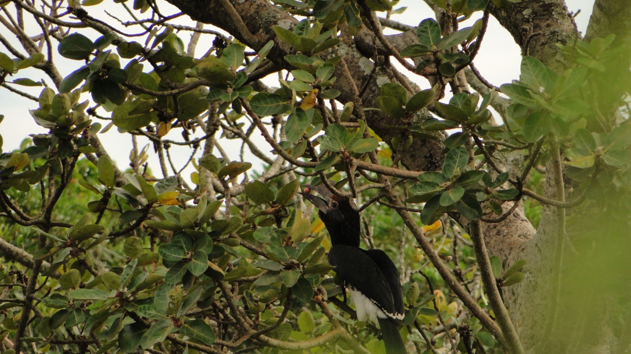 Fig 3 Trumpeter hornbills (Bycanistes bucinator) are among the largest avian frugivores in South Africa. This individual feeds on fruits of Ficus glumosa.