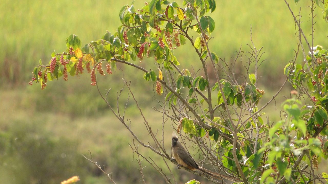 Fig 5 Speckled mousebirds (Colius striatus) are generalized frugivores which are able to persist in a wide array of differently disturbed habitats. Unfortunately, few fruits on this Tassel-berry (Antidemsa venosum) shrub are fully ripe yet.