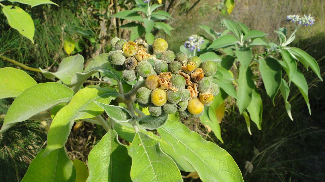 Fig 6 These fruits of invasive Bugweed (Solanum mauritianum) show clear marks of pecking frugivores. The plant flowers (background) and fruits at the same time and is able to do so year-round, a significant advantage over many native plant species.