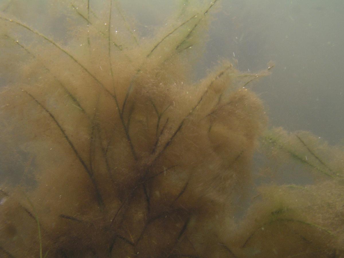 What causes underwater plant collapses? Oikos Journal