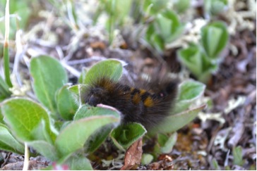 Warming the tundra: how do invertebrates and plants respond? | Oikos Journal